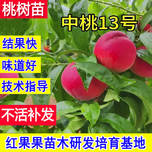 中桃13号桃树果苗新品种嫁接苗