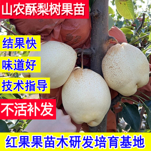 山农酥梨苗嫁接苗晚熟新品种梨树果苗耐寒庭院特大树盆栽当年结果