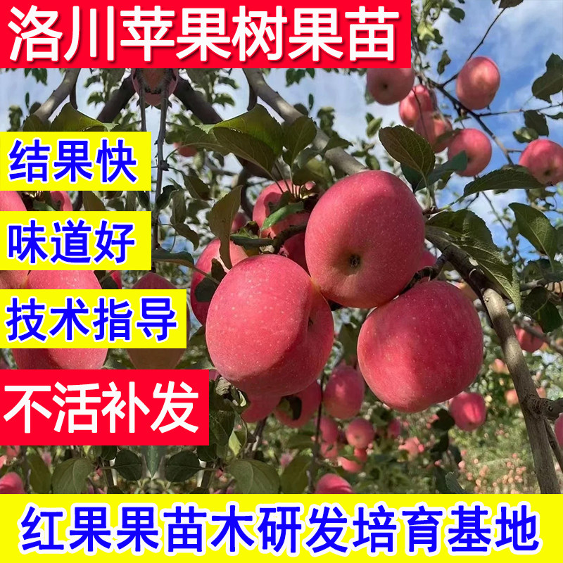 洛川苹果树果苗红富士嫁接苗南方种植北方耐寒庭院大树超大号活苗