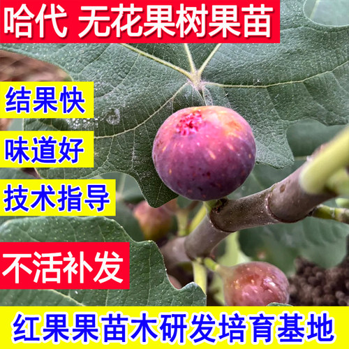 哈代无花果树果苗当年结果特大果