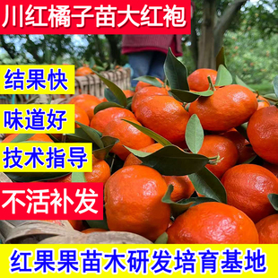 川红橘树苗老品种大红袍橘子树果苗基地庭院耐寒耐冻超大号桔子树