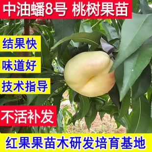 中油蟠8号 桃树果苗早熟白肉嫁接新品种桃子苗树北方耐寒南方庭院