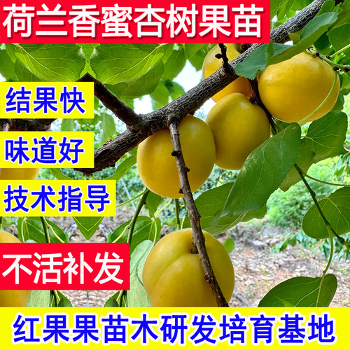 荷兰香蜜杏树果苗嫁接苗杏子苗树
