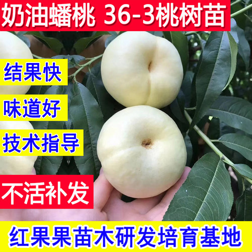 奶油蟠桃树果苗嫁接苗新品种36-3