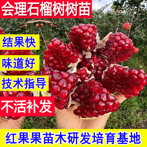 会理石榴树苗超大号庭院果树耐寒