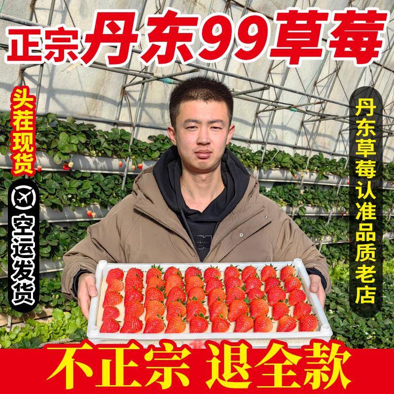 丹东99草莓新鲜现摘九九大甜牛奶红颜孕妇当季水果黑金礼盒装包邮