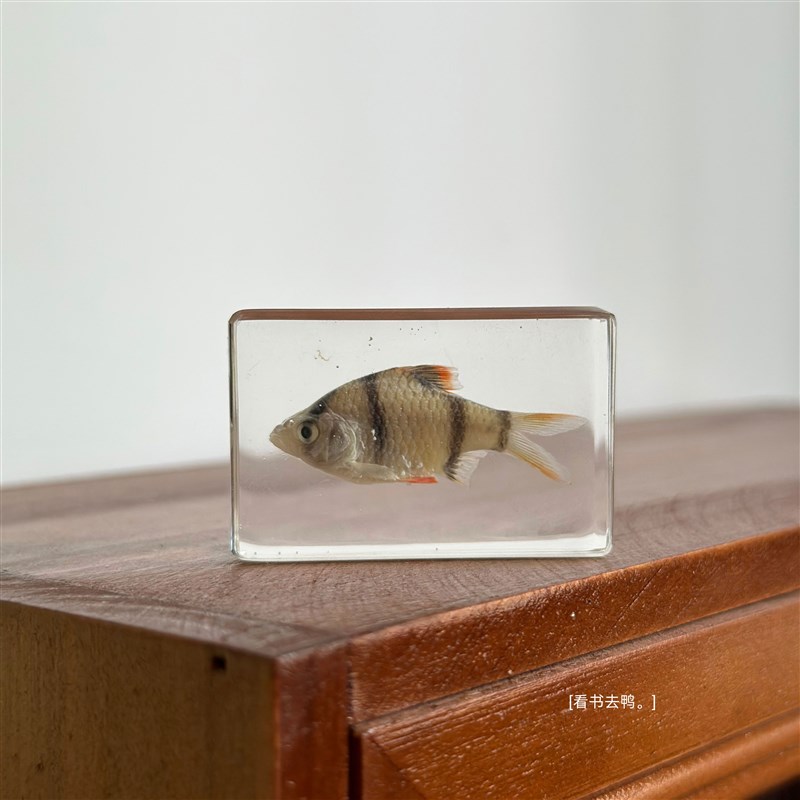 无聊了 给自己造个海洋世界 热带鱼淡水鱼 树脂标本摆件礼物