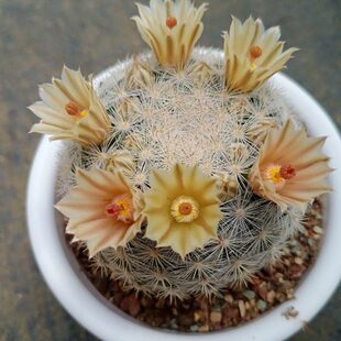 仙人球乳突属满月开花机器群开高手开花颜色会变色