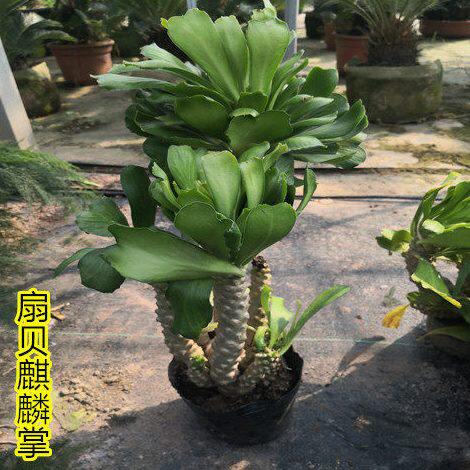 扇贝麒麟多肉植物沙漠将军 狼牙多肉植物