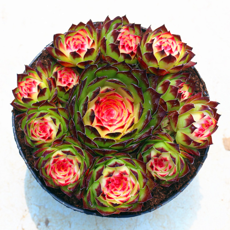 超大七彩观音莲锦多肉大颗好养稀少D品种好养桌面美观绿植花防辐