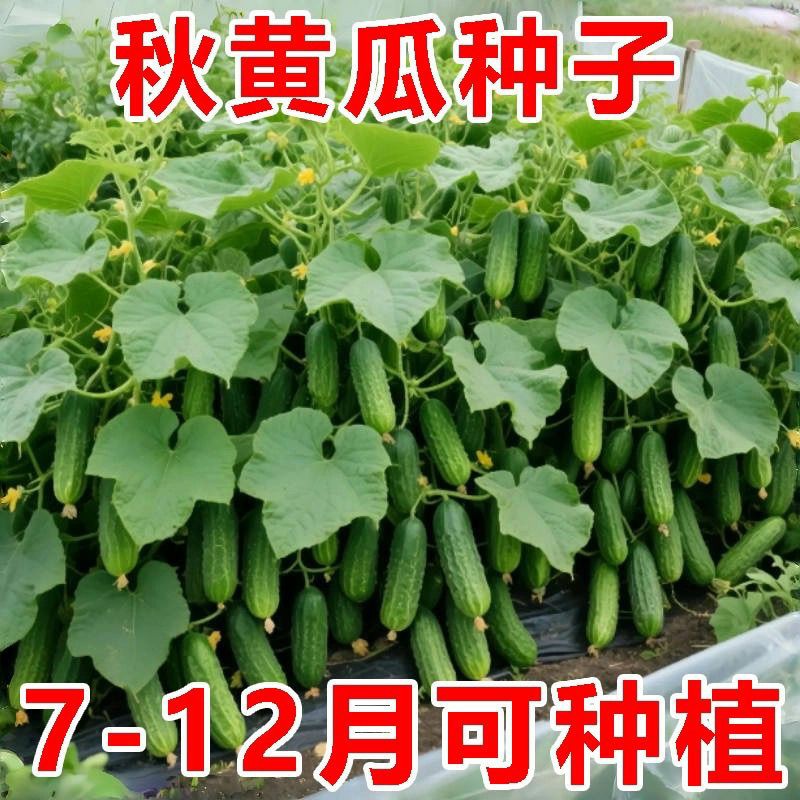 【买一送一】唐山秋瓜种子老式黄瓜籽旱黄瓜良种爬藤蔬菜种籽G