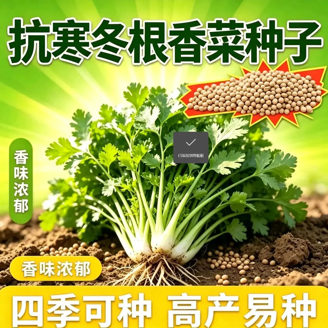 【抗寒冬根香菜】耐寒越冬浓香耐抽苔阳台盆栽庭院地栽种植种子L