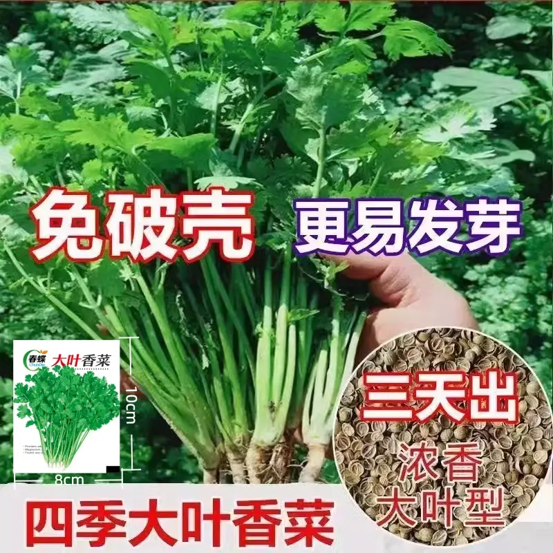 大叶香菜种子耐热耐抽薹芫荽种籽春秋四季蔬菜盆栽蔬菜L