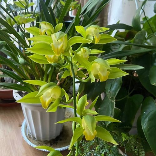 云南鲜花虎头h兰碧玉素鸟头花四季绿植兰花蕙兰香花植物名贵香兰