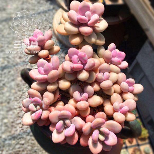 【一物一拍】丸叶桃蛋 水光针桃蛋 粉色多肉植物群生小老桩云南