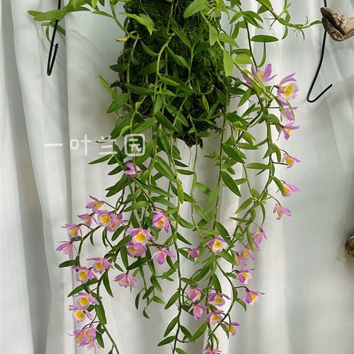 台湾高端石斛兰 红美花M 板植葡萄牙软木