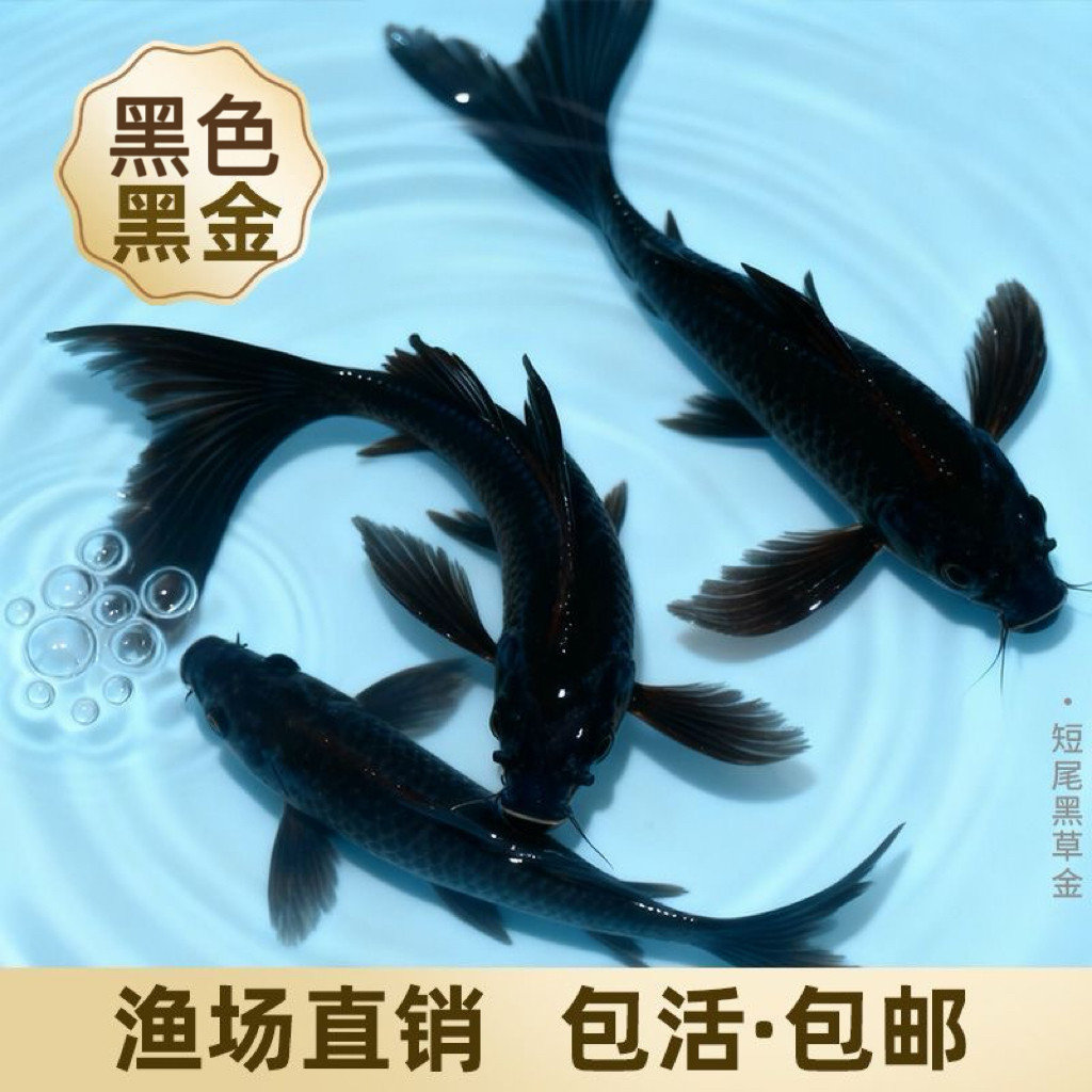 招财旺财黑色冷水黑草金观赏鱼正宗黑金活鱼金鱼淡水耐活好养