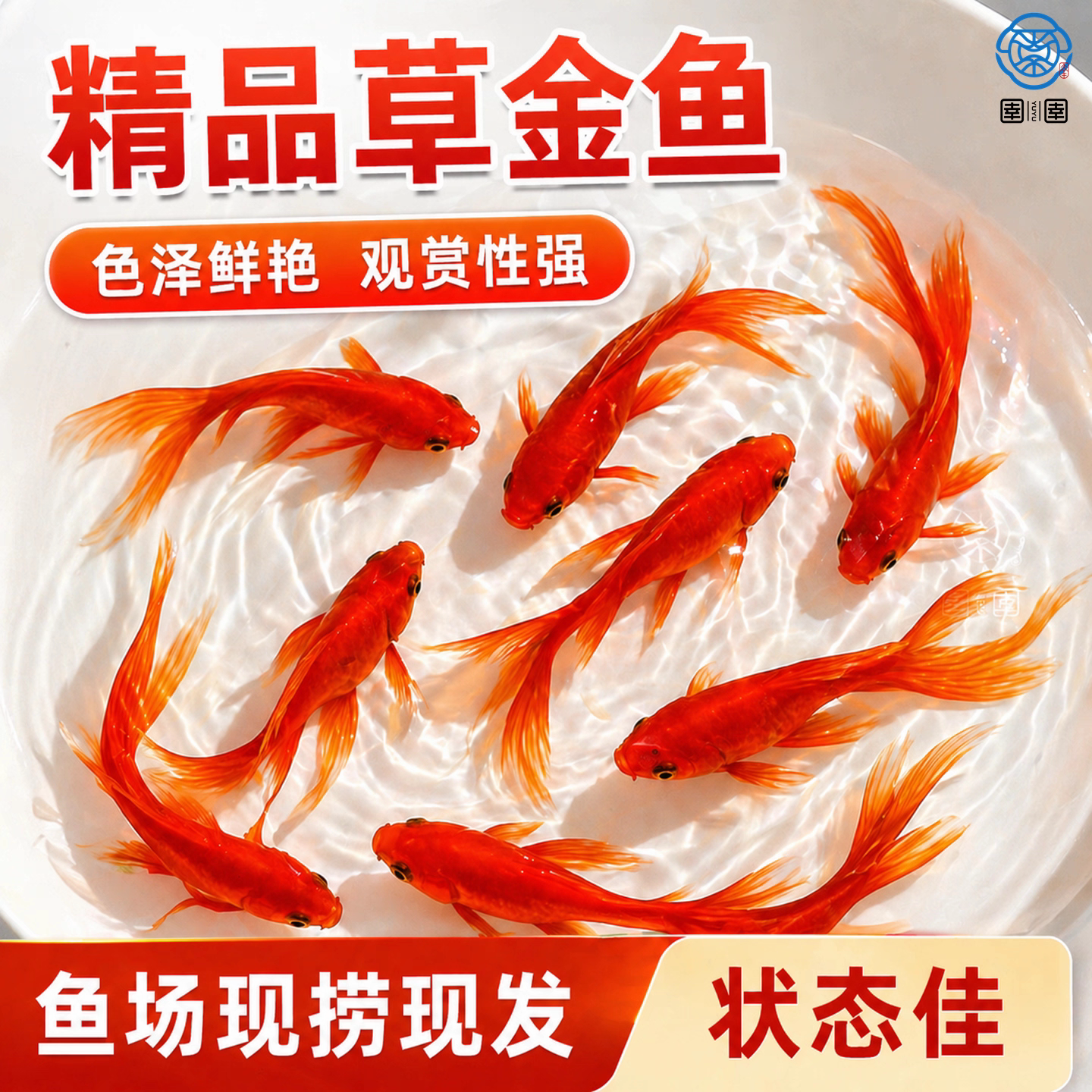 鱼你游观赏鱼红草金鱼小型淡水冷鱼