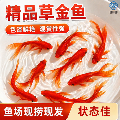 鱼你游观赏鱼红草金鱼小型淡水冷水小红草金耐活好养新手红锦鲫鱼