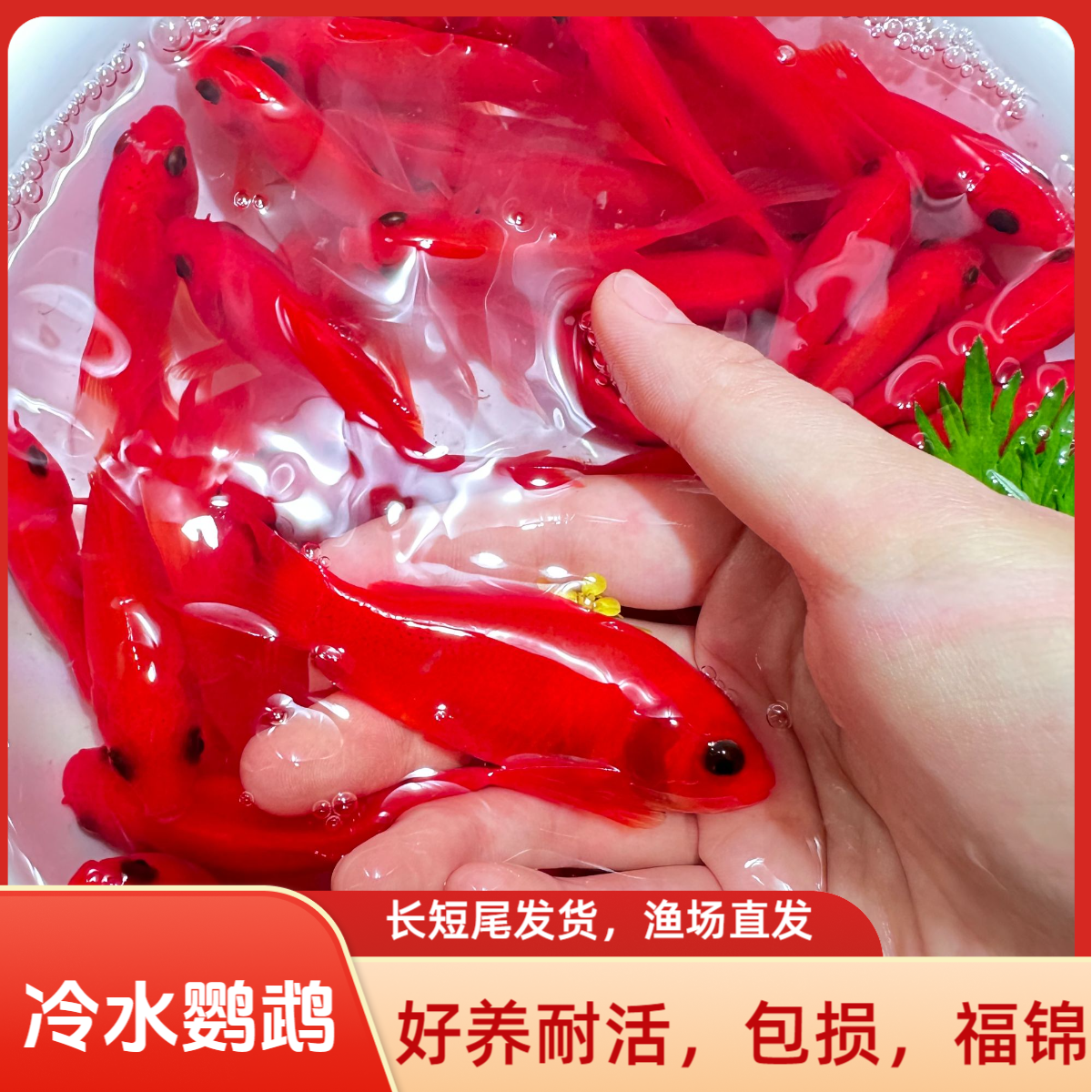 鱼你游冷水鹦鹉黑眼软鳞葡萄眼观赏鱼锦鲤鱼苗好养纯种淡水活体