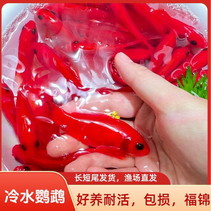 鱼你游冷水鹦鹉黑眼软鳞葡萄眼观赏鱼锦鲤鱼苗好养纯种淡水活体