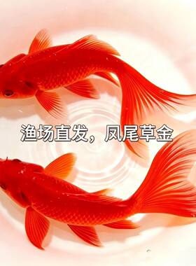 鱼你游红草金鱼鱼苗冷水鱼好养耐活观赏鱼淡水招财锦鲤锦鲫红草金