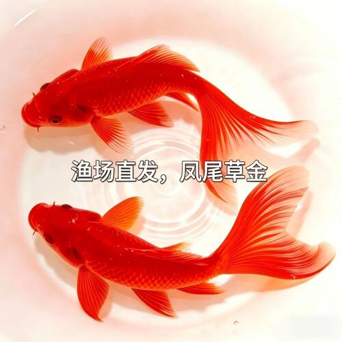 鱼你游红草金鱼鱼苗冷水鱼好养耐活观赏鱼淡水招财锦鲤锦鲫红草金