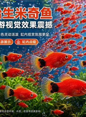 红橙色孔雀鱼活体幼鱼热带淡水观赏鱼群游活泼新手易养繁殖鱼包邮