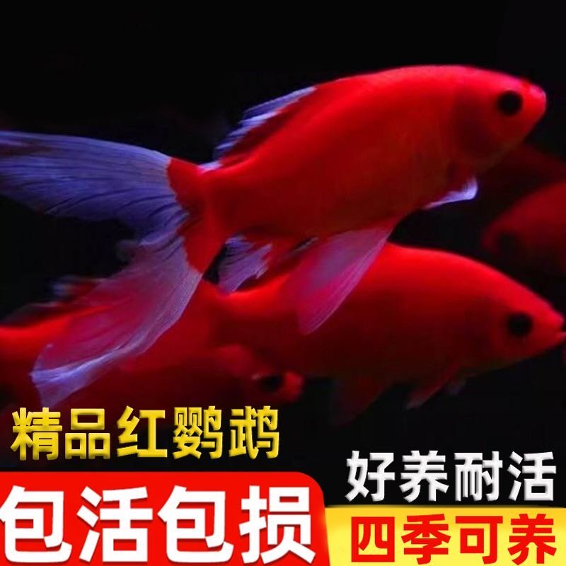观赏鱼冷水鹦鹉红鱼好养耐活招财黑眼葡萄淡水鱼金鱼寒冷水鱼