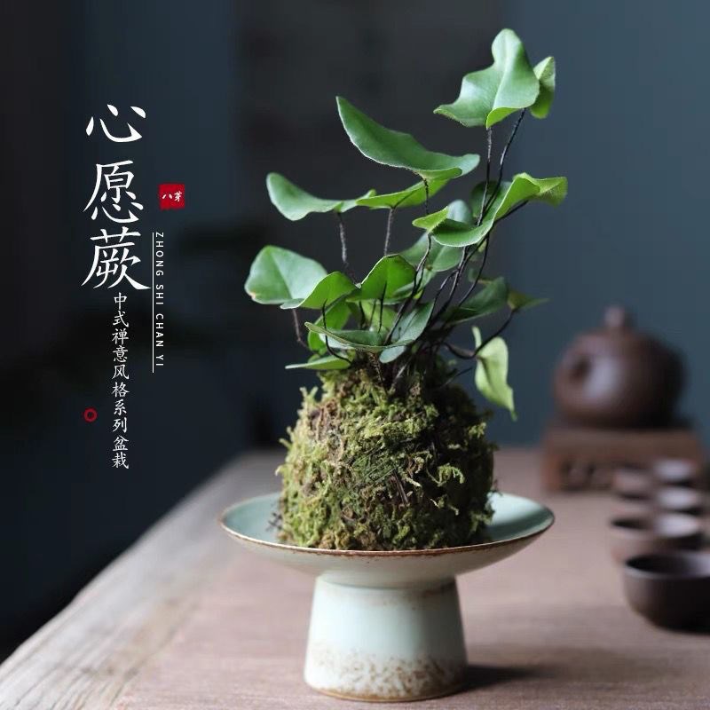 苔藓球心愿蕨喜水耐m阴室内植物办公室茶桌桌面懒人绿植鲜活微景