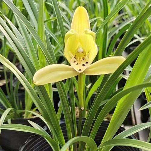 春兰细叶浓香兰花矮种献艺兰花