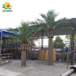 大型户外仿真海藻树假椰子树 中东海热带假海藻树 景区造景海枣树