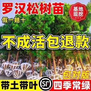 罗汉松树苗盆景小叶雀舌室外庭院盆栽地栽大树造型树桩名贵绿化苗