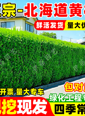 北海道黄杨苗四季常青耐寒庭院绿篱树苗冬青树苗围墙植物篱笆植物
