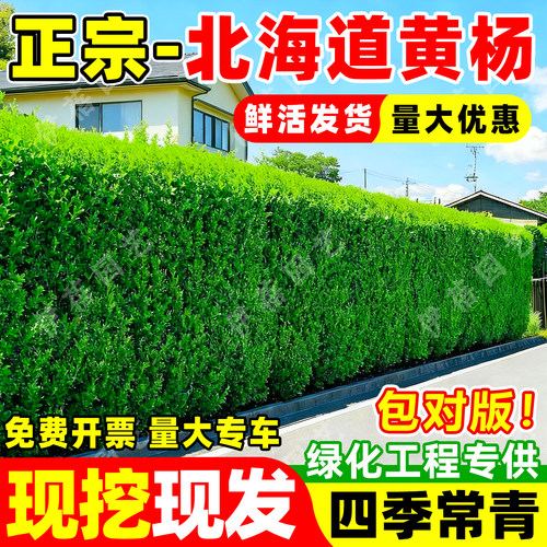 【成林迅速品种】北海道黄杨苗