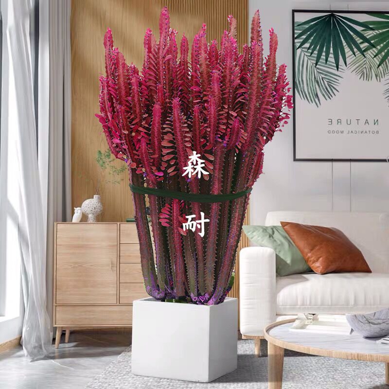 龙骨植物大盆栽花卉室内型图片
