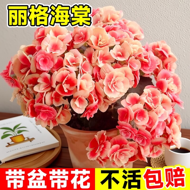 重瓣丽格海棠花盆栽带天竺图片