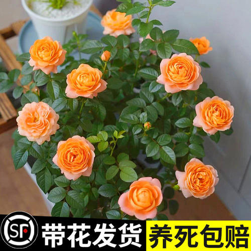 月季花苗盆栽带苞多开果汁