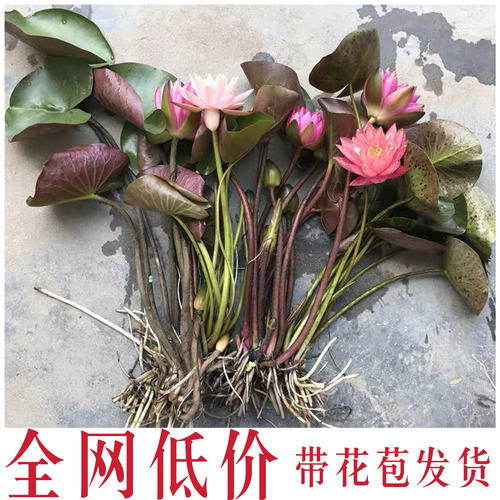 睡莲水培植物带花苞发货耐