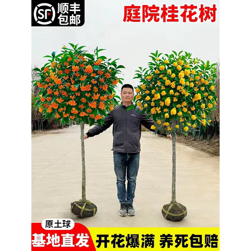 桂花树苗大四季盆栽南北方