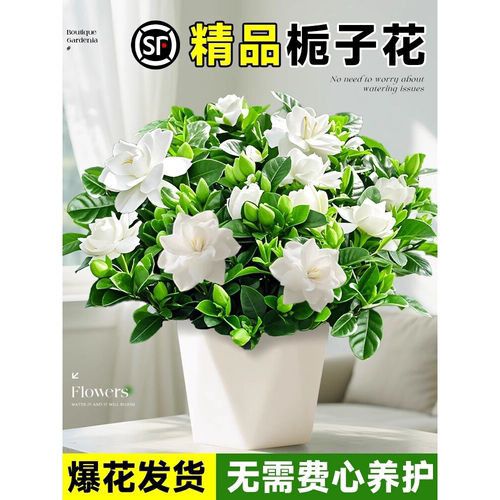 栀子花盆栽多季开卉树苗带