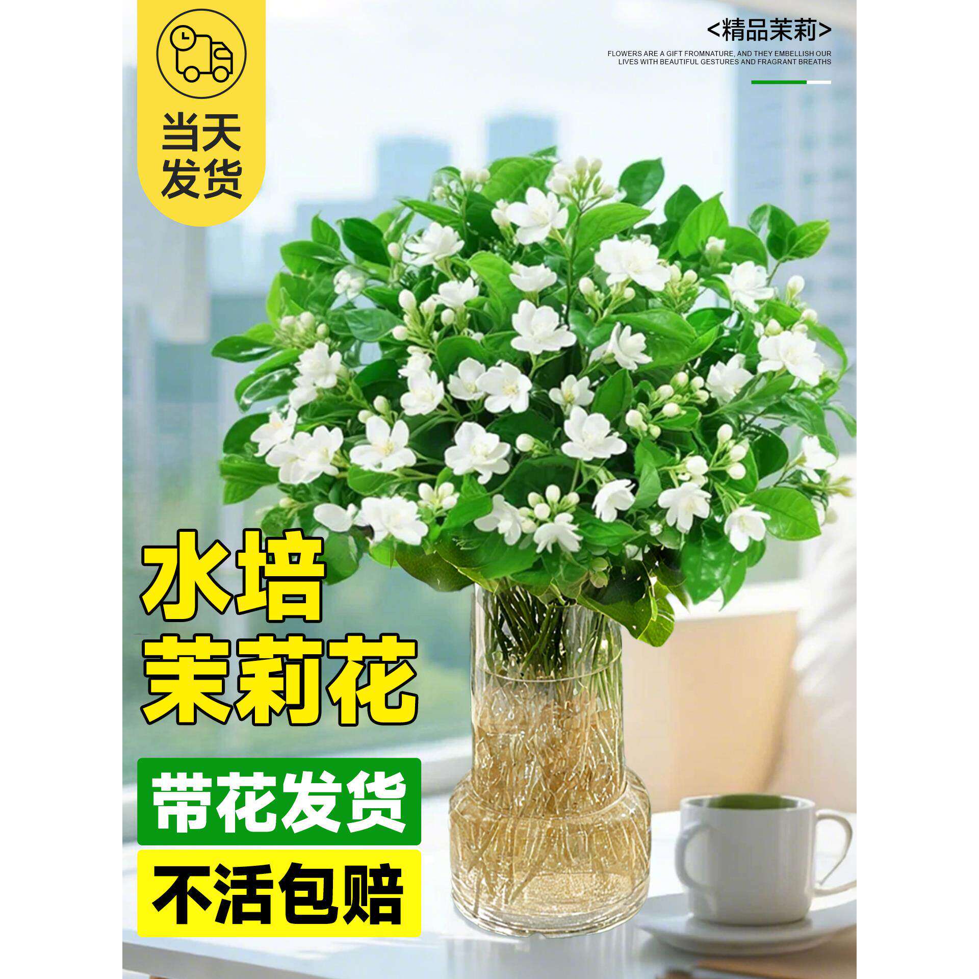 水培植物茉莉花盆栽带苞四