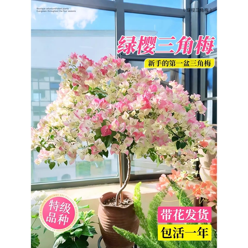 重瓣绿樱三角梅老桩盆栽四