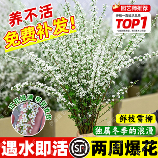 雪柳干枝鲜枝水养鲜花卉室内盆栽带花苞插花水培植物绿植龙柳好活