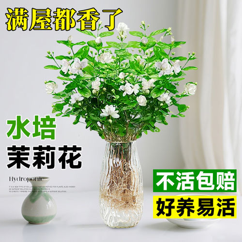 茉莉花水培植物盆栽带苞办