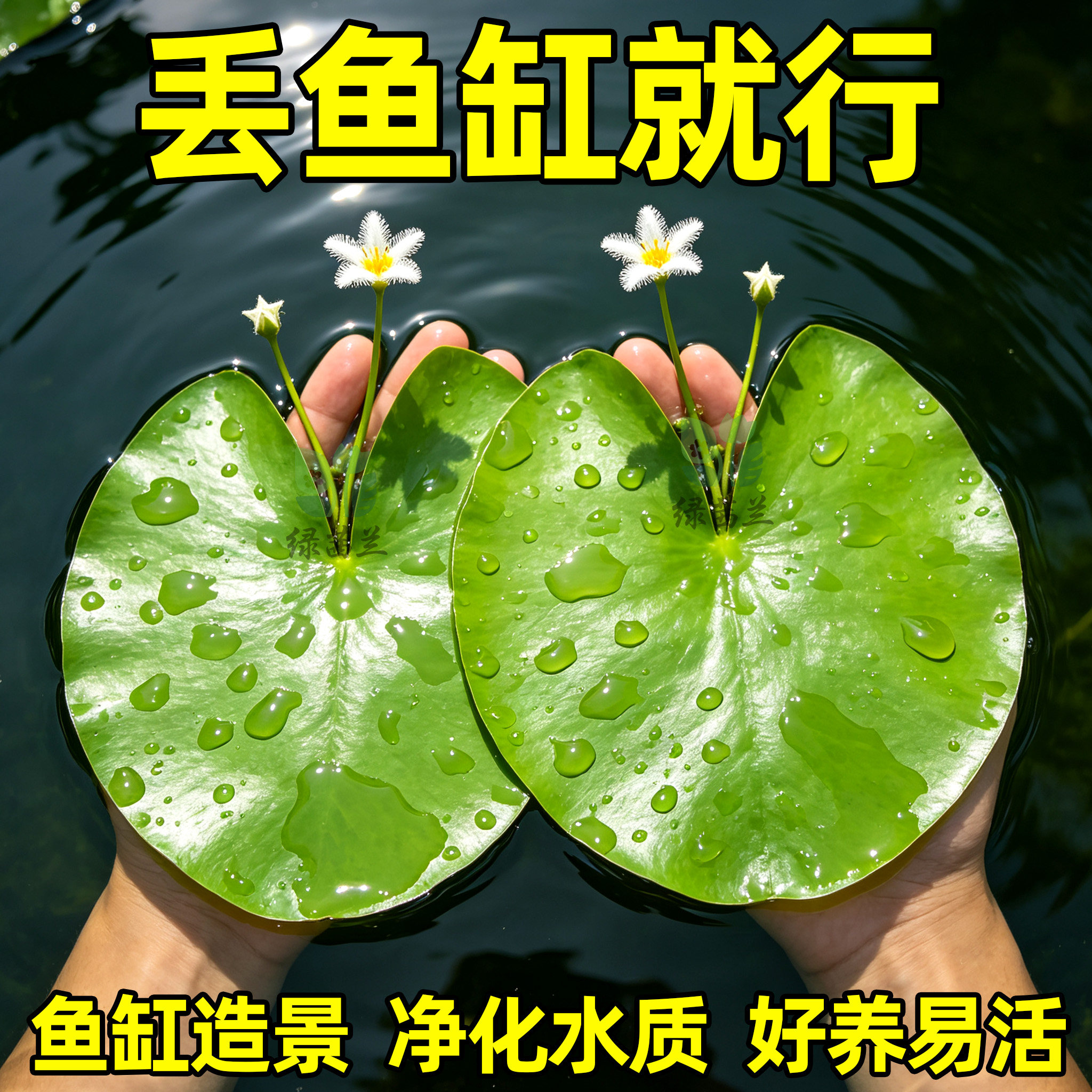 一叶莲懒人浮萍水草鱼缸造图片