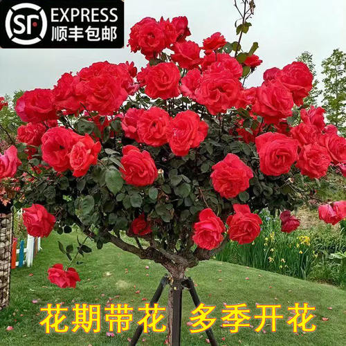 带花棒糖树桩月季老四开庭