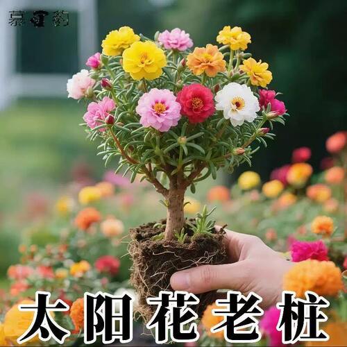 多色重瓣太阳花老桩耐寒庭