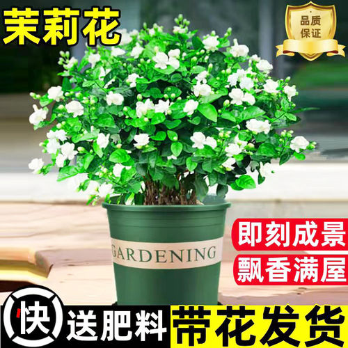 茉莉花盆栽带苞室内卉桌面