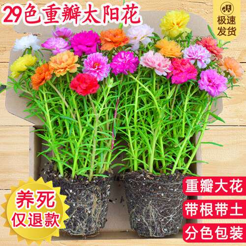 重瓣太阳花苗混色带根土期